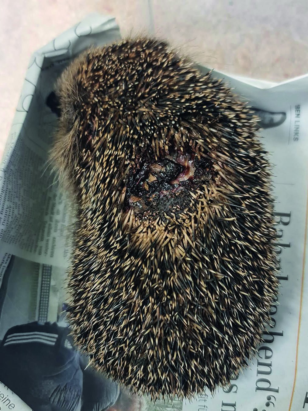Dieser Igel wurde mit einer Schnittverletzung vorgestellt.