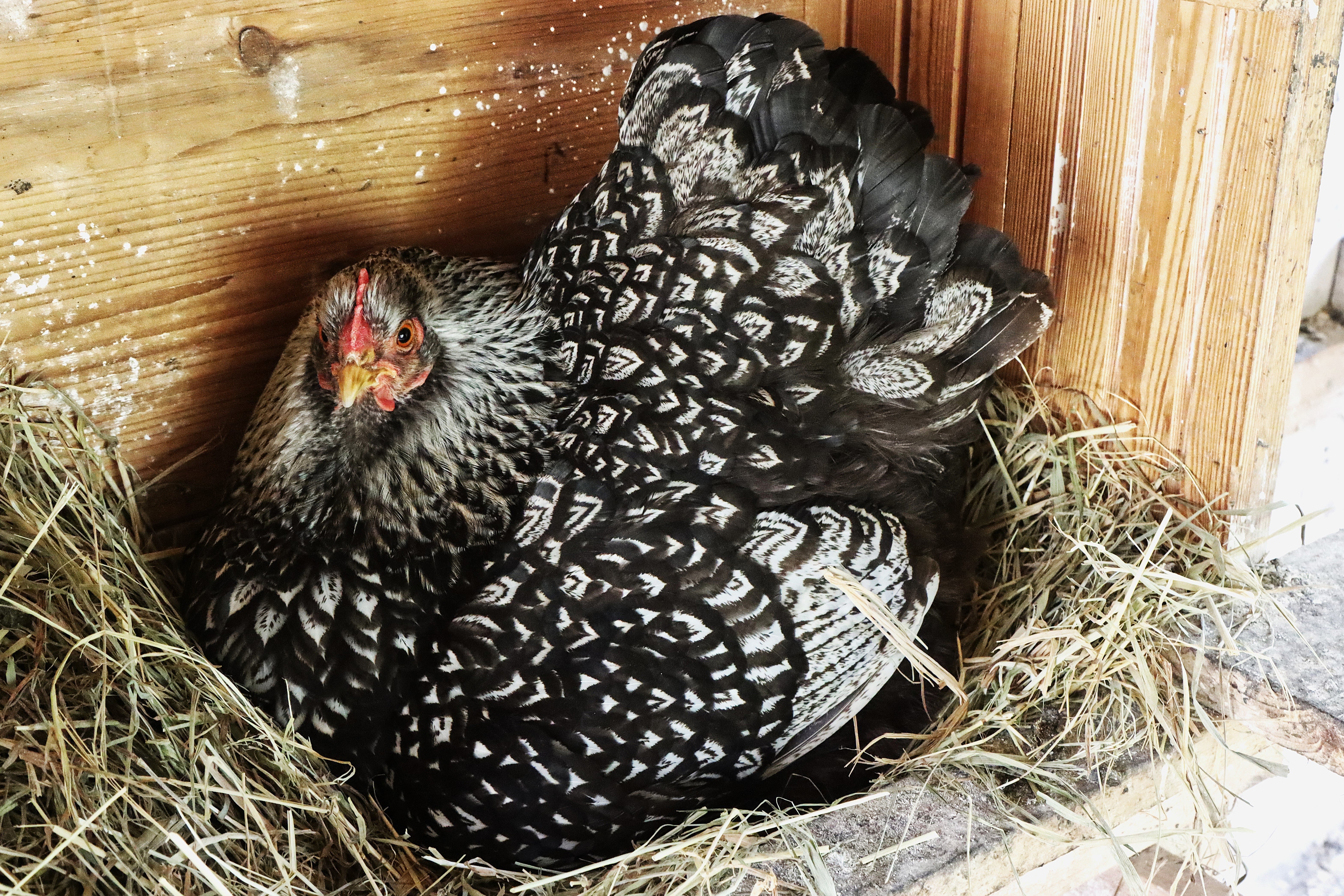 Im Stall können sich 3-4 Hennen ein Nest teilen. Henne der alten Zweinutzungsrasse Wyandotte. 