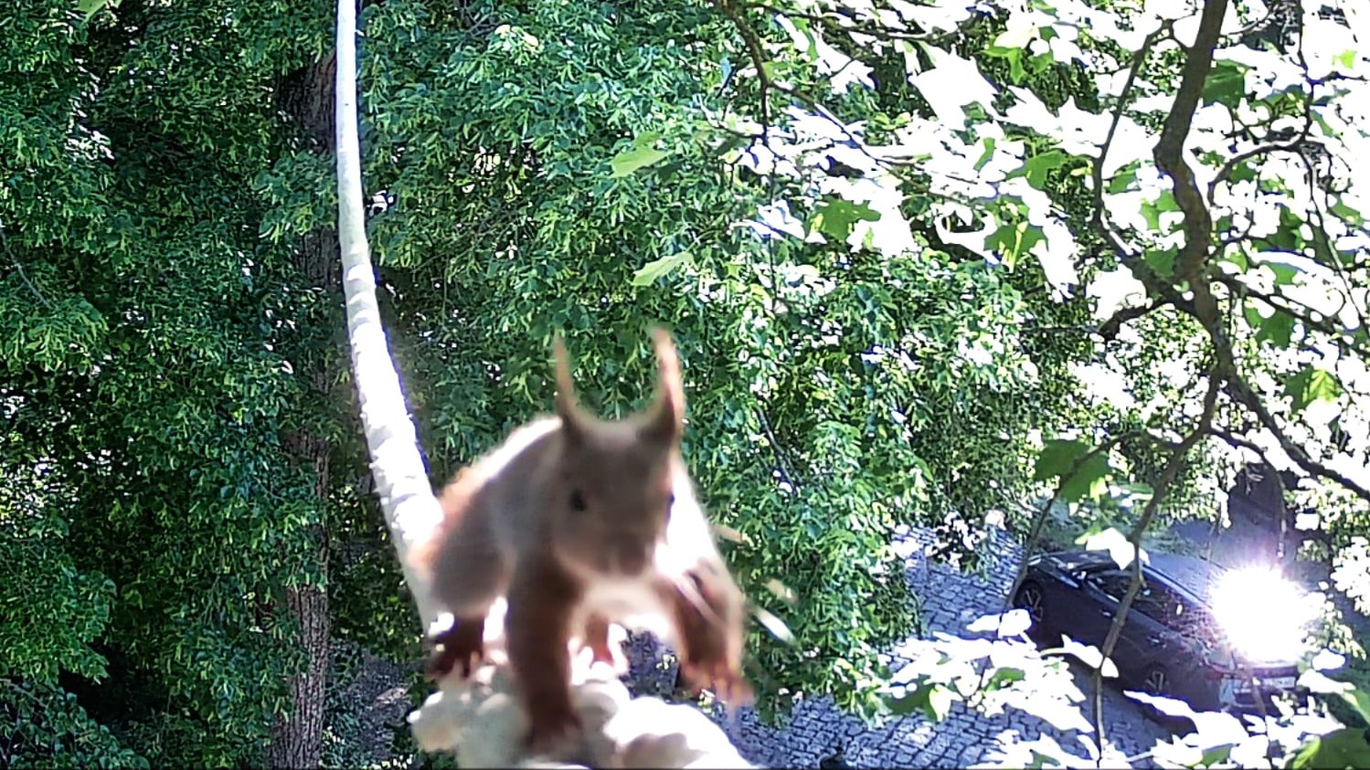 Am 29. Mai benutzt das erste Eichhörnchen das Seil Am 29. Mai benutzt das erste Eichhörnchen das Seil