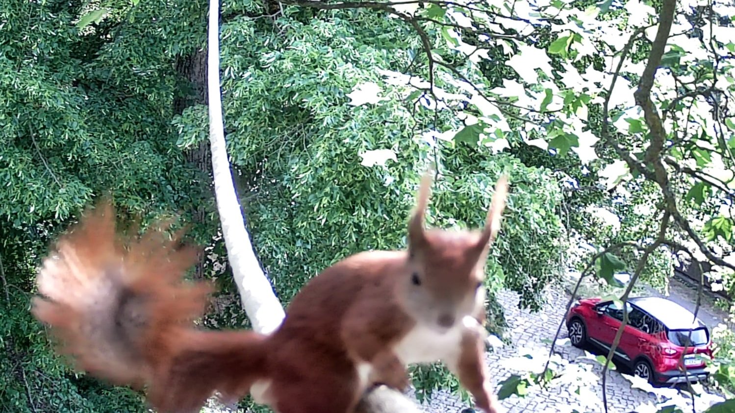 Eichhörnchen mit Pinseln an den Ohren. Eichhörnchen mit Pinseln an den Ohren.