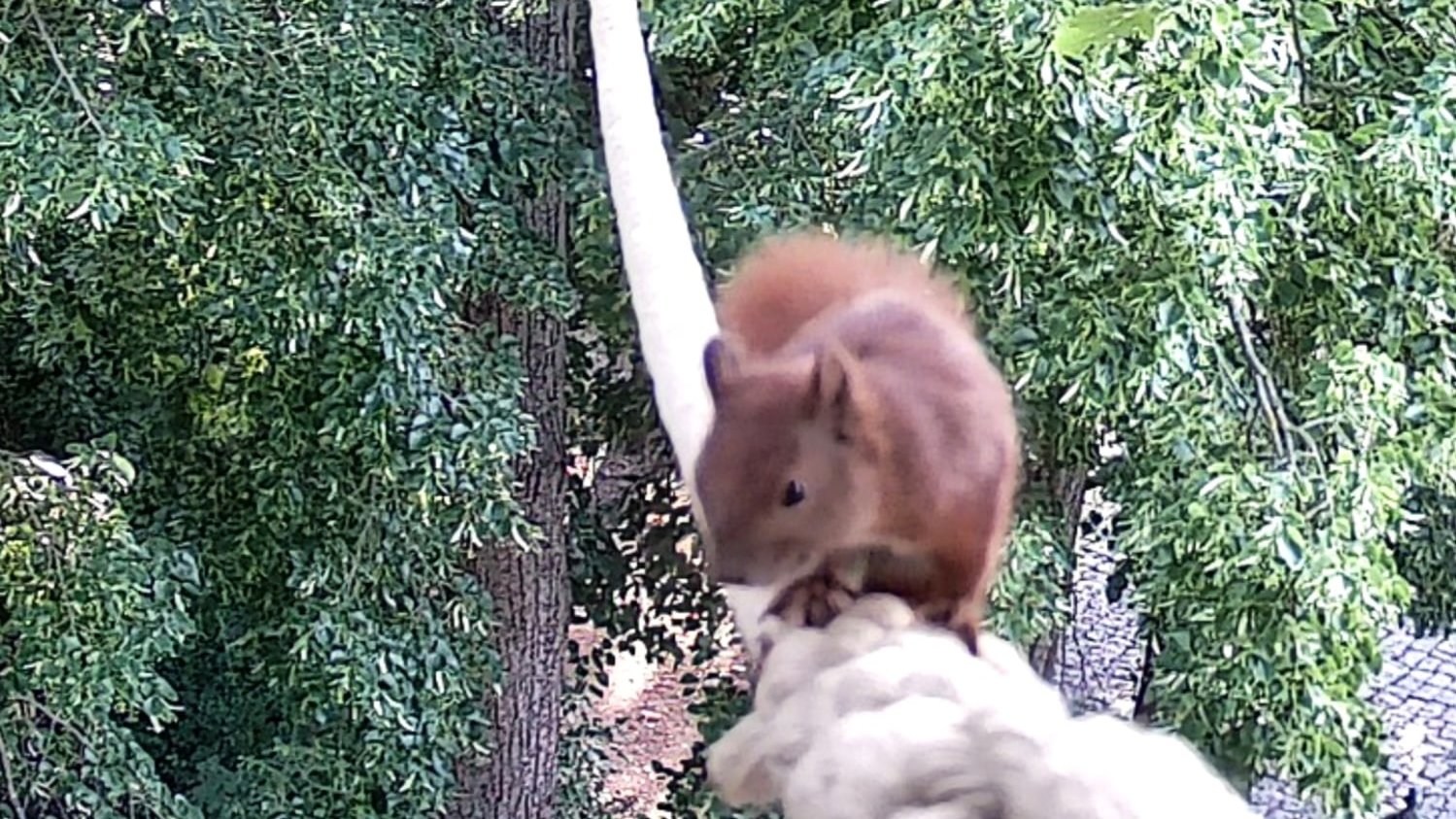 Eichhörnchen ohne Ohrpinsel. Eichhörnchen ohne Ohrpinsel.