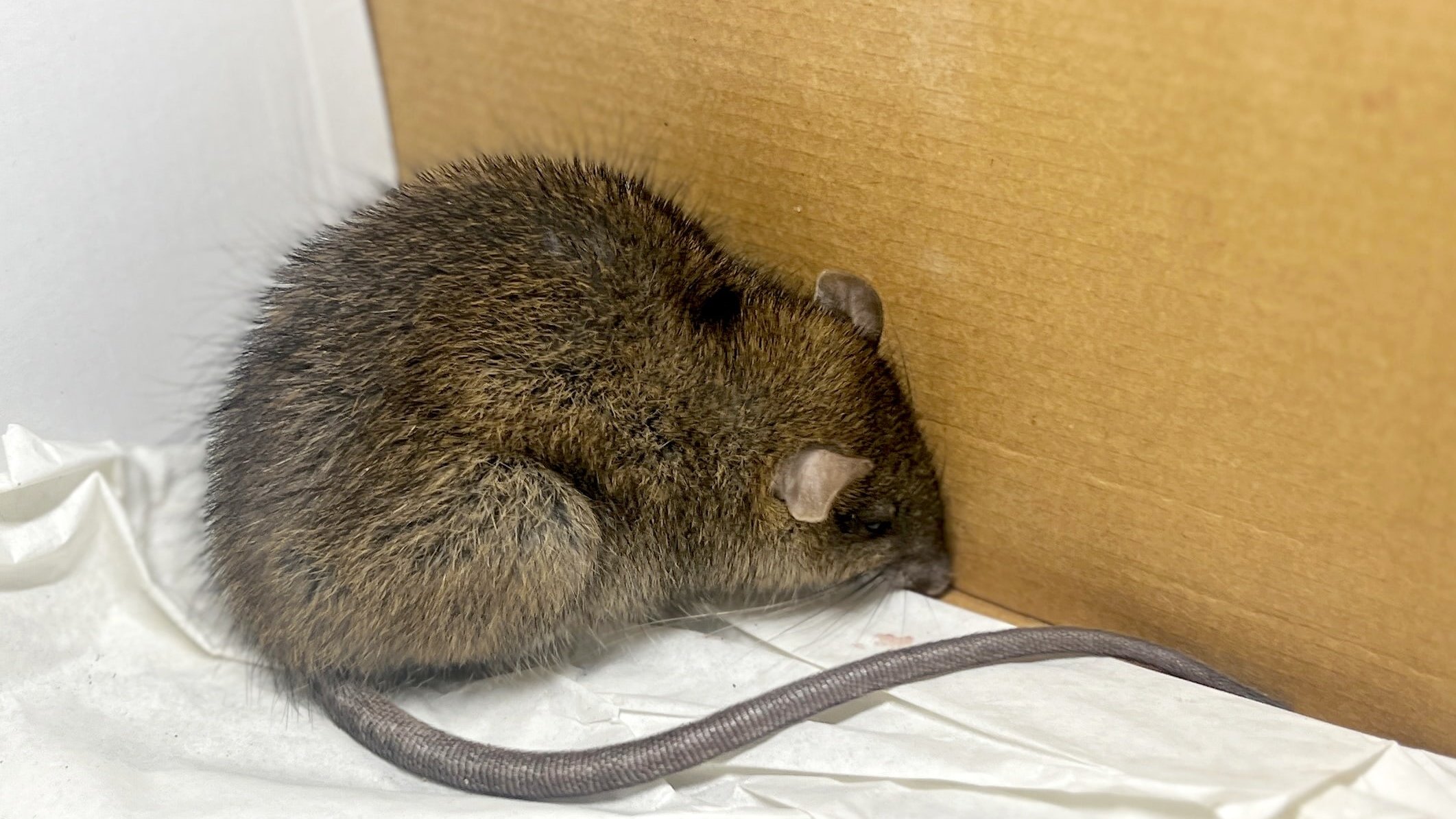 Vergiftete Ratten sind u. a. apathisch, haben Koordinationsprobleme und bluten aus Nase und Maul. Vergiftete Ratten sind u. a. apathisch, haben Koordinationsprobleme und bluten aus Nase und Maul.
