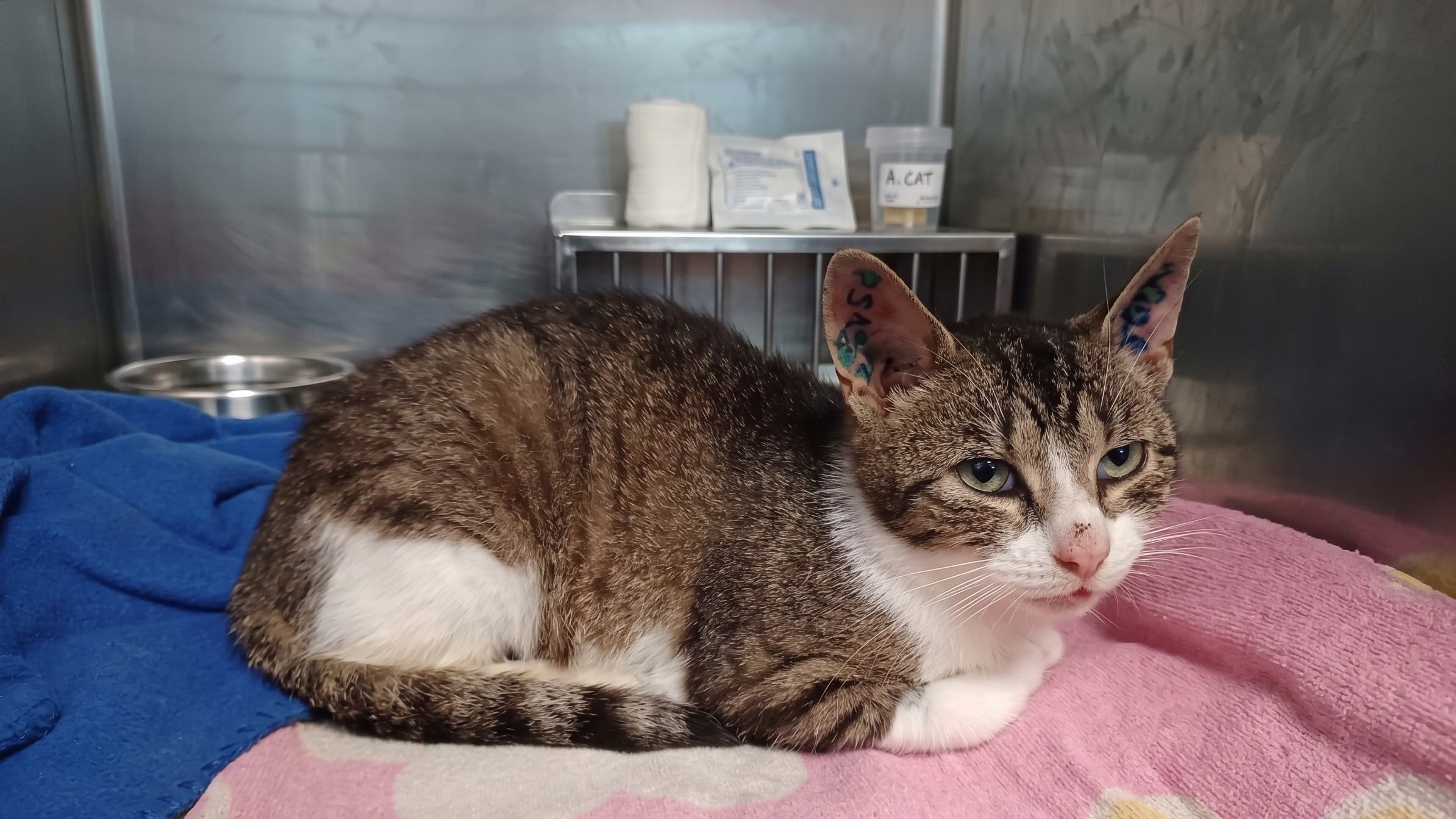 Lilly hatte eine schwere Entzündung im Körper. Lilly hatte eine schwere Entzündung im Körper.