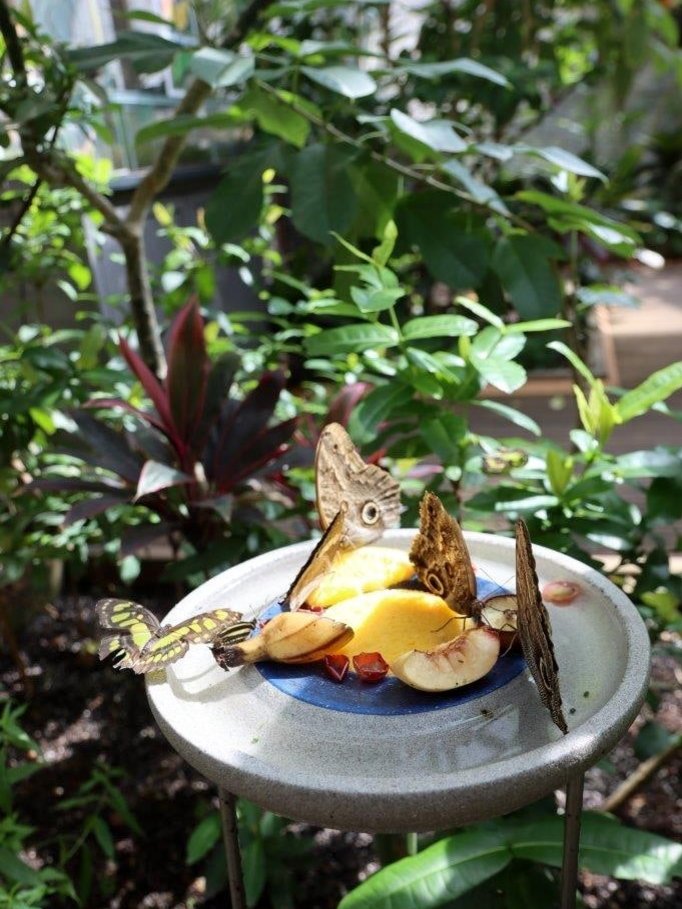 Die Schmetterlinge können sich an Obst laben, das ihnen als zusätzliche Energiequelle dient. Die Schmetterlinge können sich an Obst laben, das ihnen als zusätzliche Energiequelle dient.