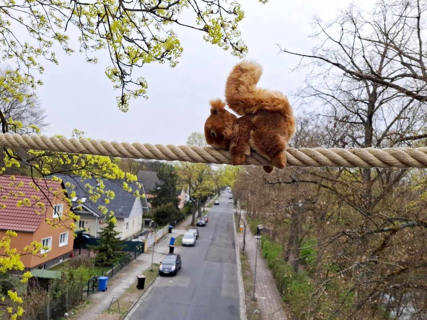Das Seil überspannt die Kohlisstraße in ca. 9 m Höhe.