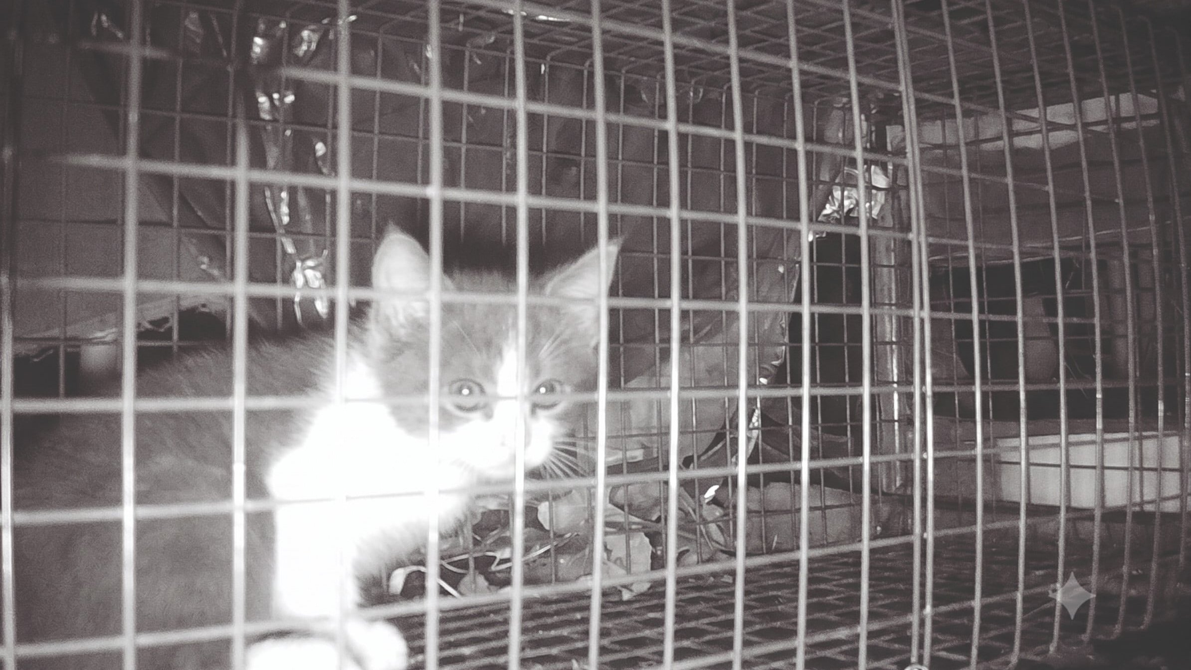 Hope konnte erfolgreich mit unserer Katzenfalle eingefangen werden. Hope konnte erfolgreich mit unserer Katzenfalle eingefangen werden.