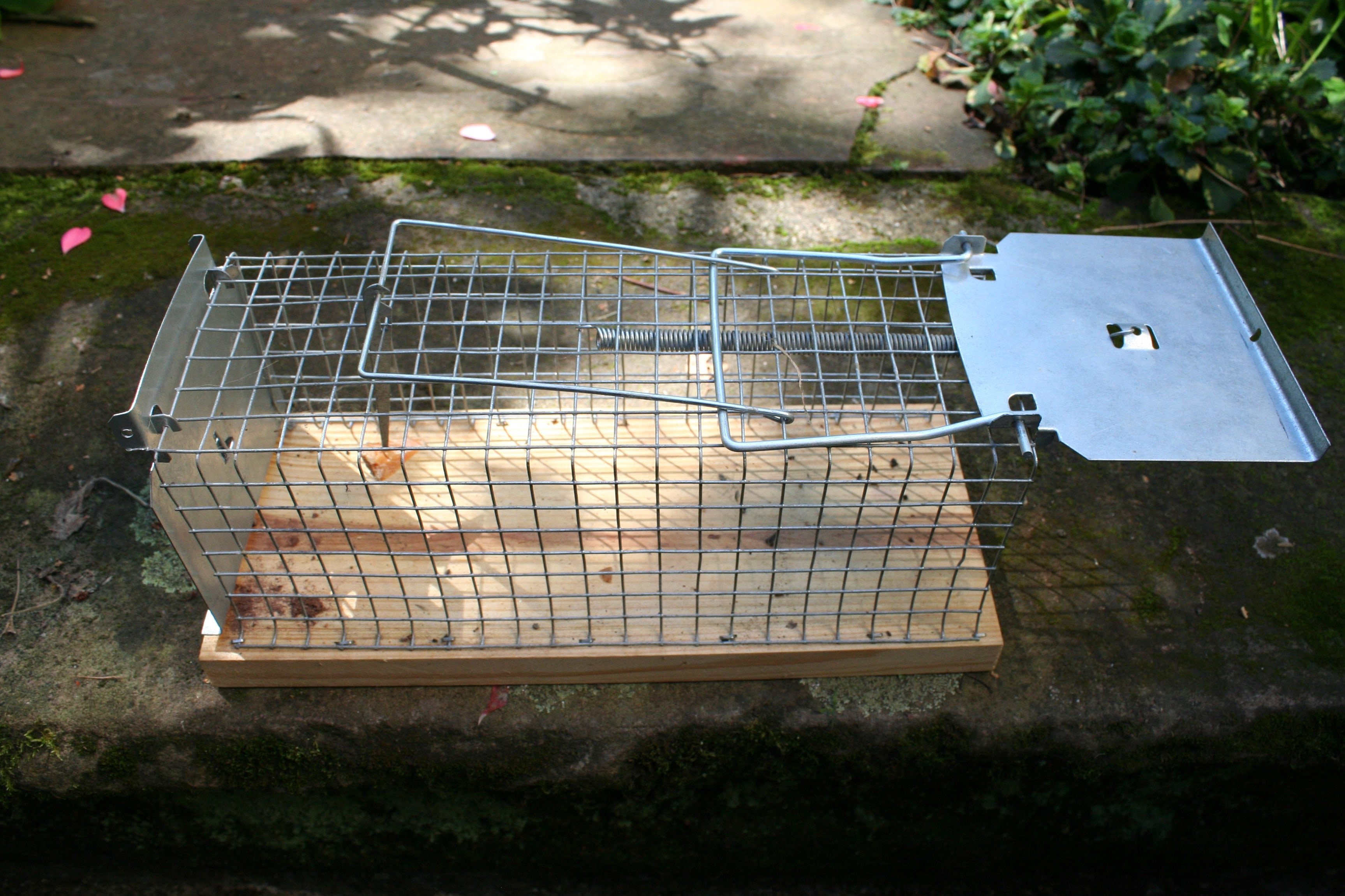 Große Lebendfallen für Ratten kann man z. B. im Baumarkt kaufen. Große Lebendfallen für Ratten kann man z. B. im Baumarkt kaufen.