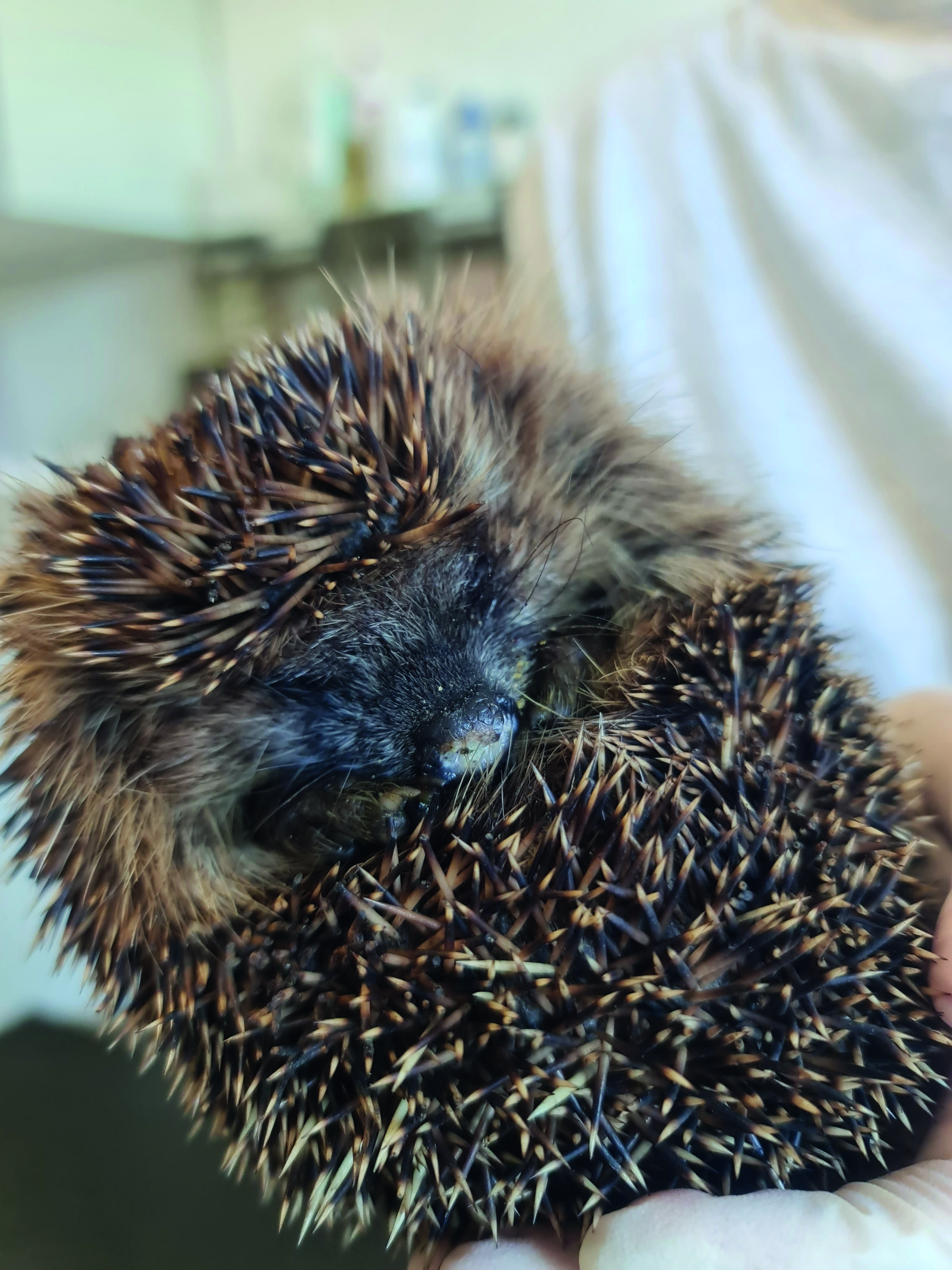 Diesem Igel wurde ein großer Teil seines Nasenspiegels abgetrennt.